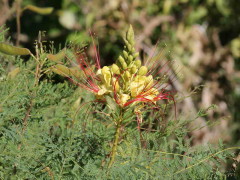Barba de chivo/Yellow bird of paradise