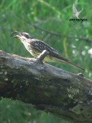 Benteveo rayado/Streaked Flycatcher