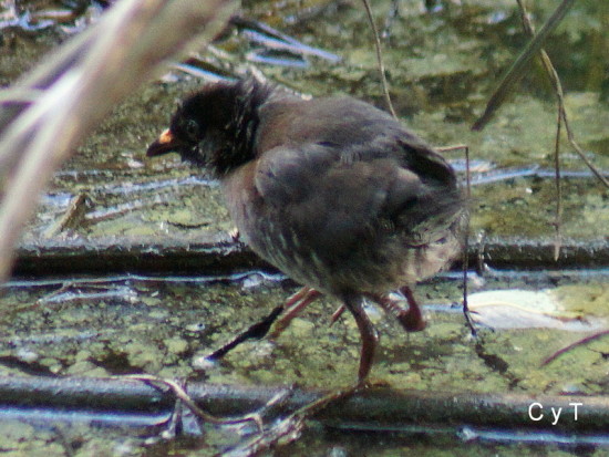 Burrito colorado C/Red-and-white Crake C