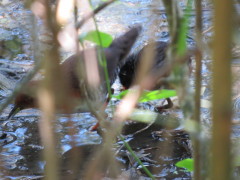 Burrito colorado/Red-and-white Crake