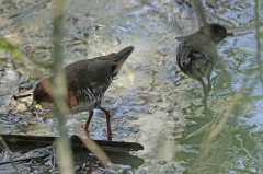 Burrito colorado/Red-and-white Crake