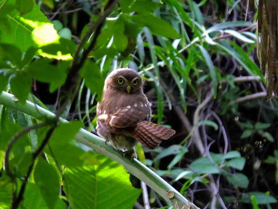 Caburé chico/Ferruginous Pygmy-Owl