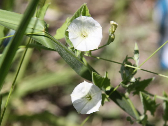 Correhuela mayor/Larger bindweed