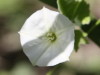 Correhuela mayor/Larger bindweed