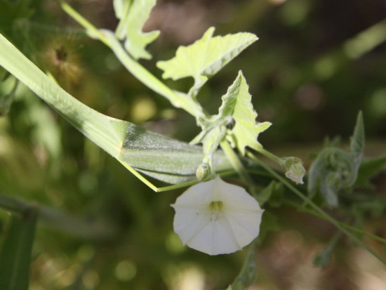 Correhuela mayor/Larger bindweed