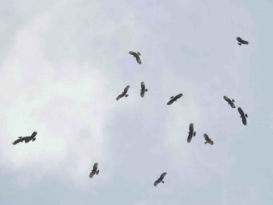 Caracolero/Snail Kite