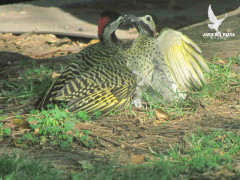 Carpintero real/Green-barred Woodpecker