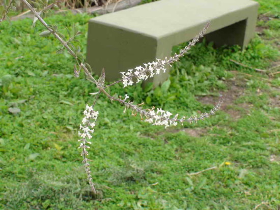 Cedrón del monte/Aloysia gratissima