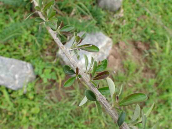 Cedrón del monte/Aloysia gratissima