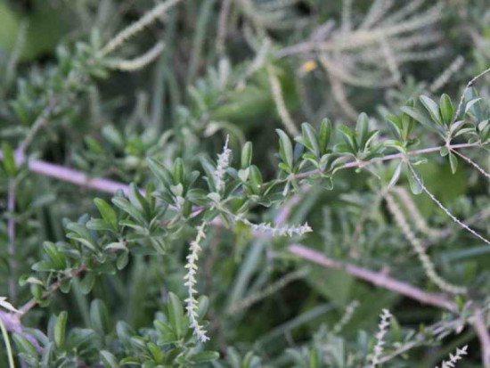 Cedrón del monte/Aloysia gratissima