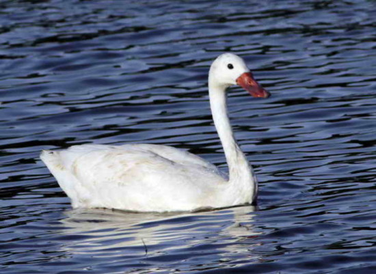 Coscoroba/Coscoroba Swan