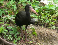 Cuervillo cara pelada/Bare-faced Ibis