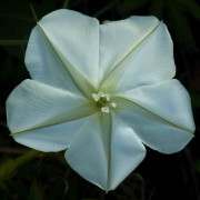 Dama de noche/Moon flower