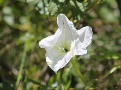 Dama de noche/Moonflower