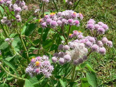 Falsa chilca/Solanum hecathantum