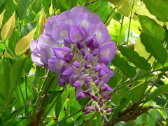 Glicina/Chinese wisteria