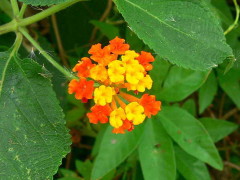 Lantana