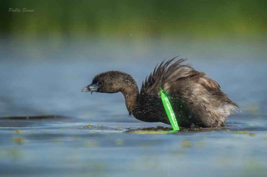 Macá pico grueso/Pied-billed Grebe