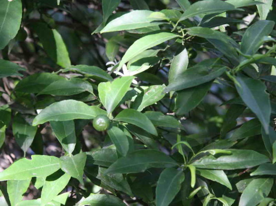 Mandarino/Mandarin orange