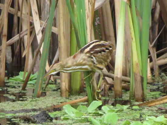 Mirasol común/Stripe-backed Bittern