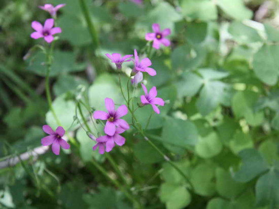 oxalis3 CR