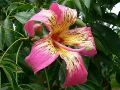 Palo borracho/Silk floss tree