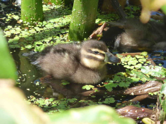 Pato fierro C/Masked Duck C