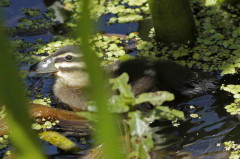 Pato fierro C/Masked Duck C