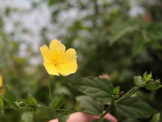 Malva del bosque/Pavonia sepium