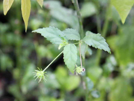 Malva del bosque/Pavonia sepium