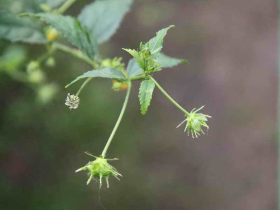 Malva del bosque/Pavonia sepium