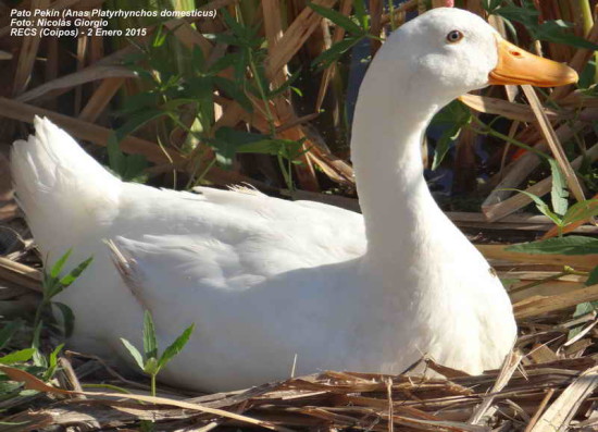 Pato Pekin/Pekin Duck