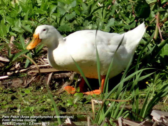 Pato Pekin/Pekin Duck