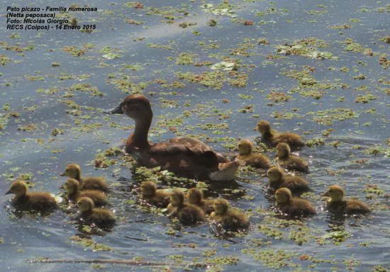 Pato picazo/Rosy-billed Pochard