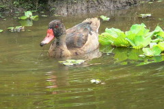 Pato picazo/Rosy-billed Pochard