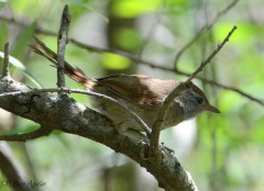 Pijuí frente gris/Sooty-fronted Spinetail