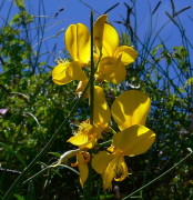 Retama/Spanish broom