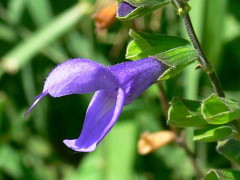 Salvia azul/Blue anise sage