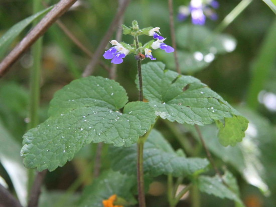 Salvia de sombra/Salvia procurrens