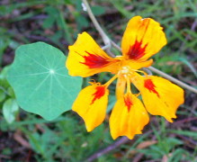 Taco de reina/Nasturtium