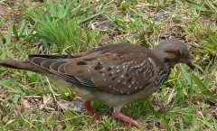 Torcaza común J/Eared Dove J