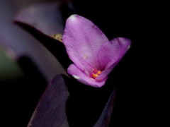 Tradescantia púrpura/Purple wandering jew