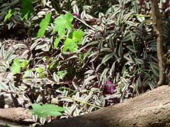 Oreja de tigre/Spiderwort