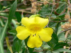 Uña de gato/Cat claw vine