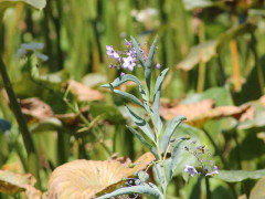 Varilla/Little peach nightshade