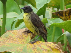 Varillero negroMJ/Unicoloured BlackbirdJM