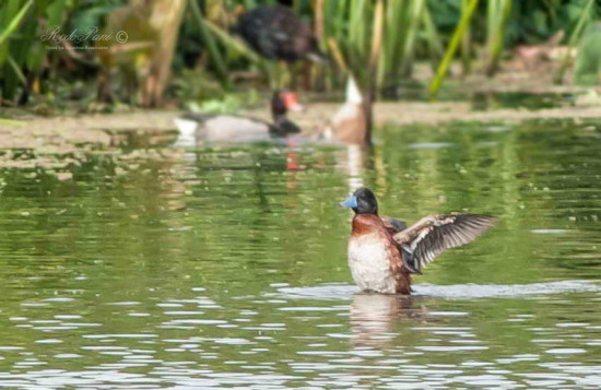 Pato zambullidor chico M/Lake Duck M