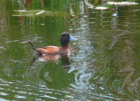 Pato zambullidor chico M/Lake Duck M