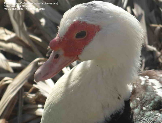 Pato criollo/Domestic Duck