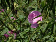 Rosa del río/Striped rosemallow